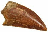 Serrated Raptor Tooth - Real Dinosaur Tooth #371399-1